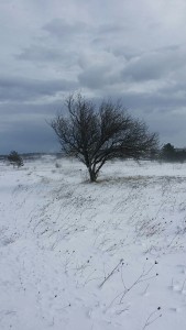 img-20170106-wa0005