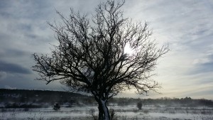 img-20170106-wa0008